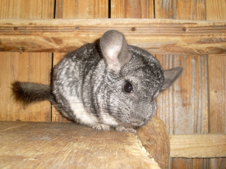 Fonds d'cran Animaux Rongeurs - Divers Chinchilla.