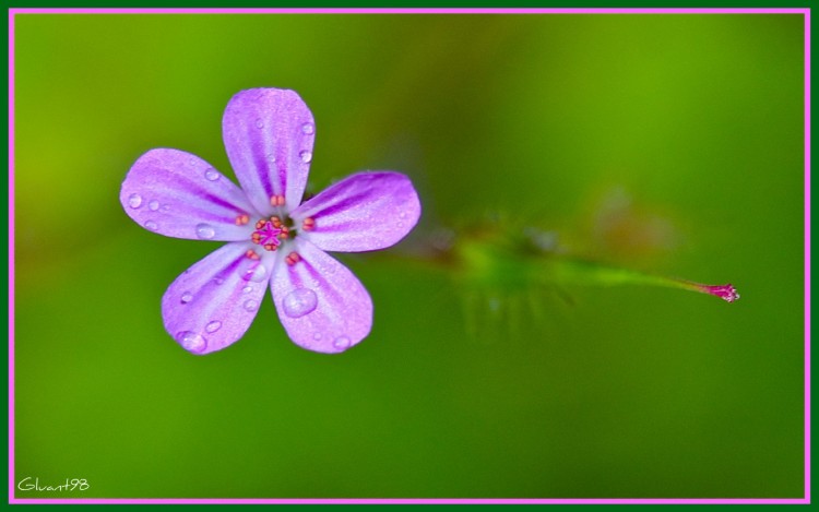 Wallpapers Nature Flowers Elle point son nez