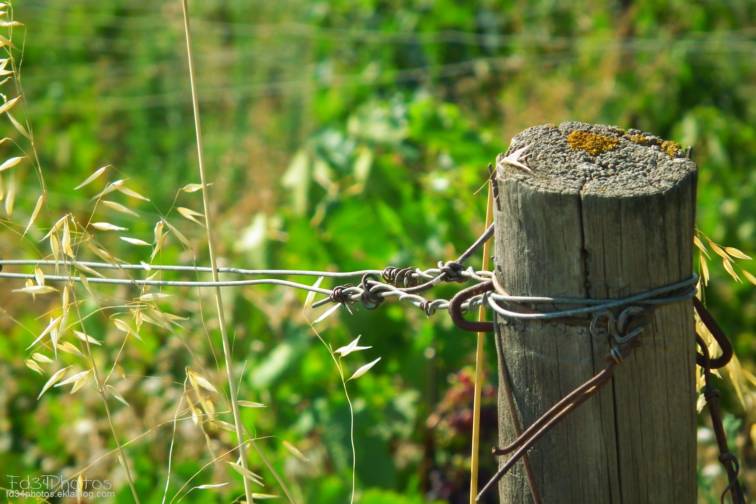 Fonds d'cran Nature Vignes - Vignobles 