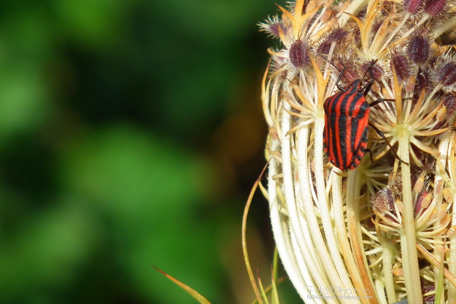 Fonds d'cran Animaux Insectes - Punaises 