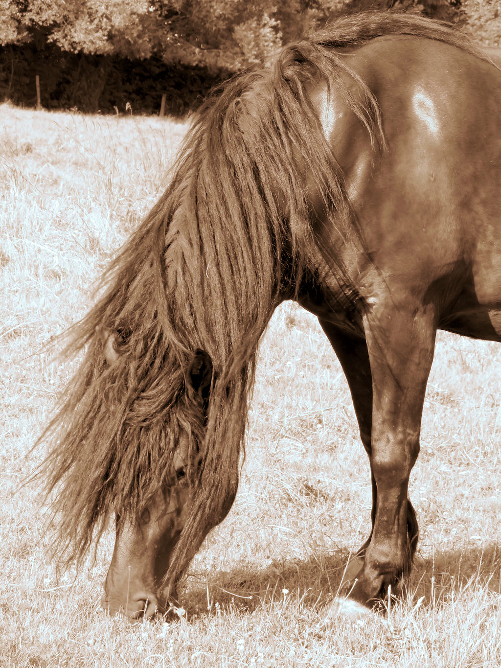 Fonds d'cran Animaux Chevaux 