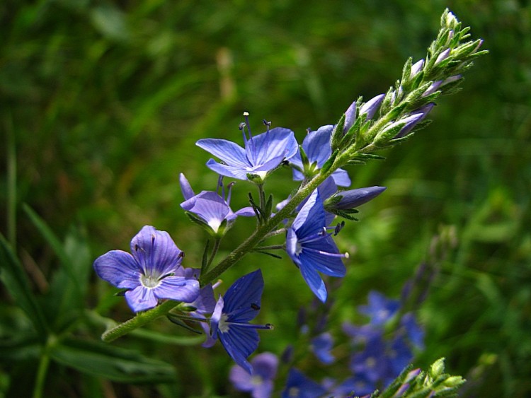 Fonds d'cran Nature Fleurs Vronique d'orsini