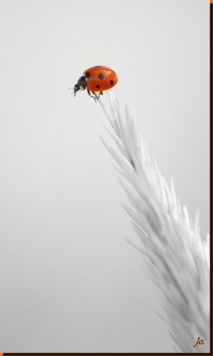 Fonds d'cran Animaux Insectes - Coccinelles Coccinelles qui grimpe