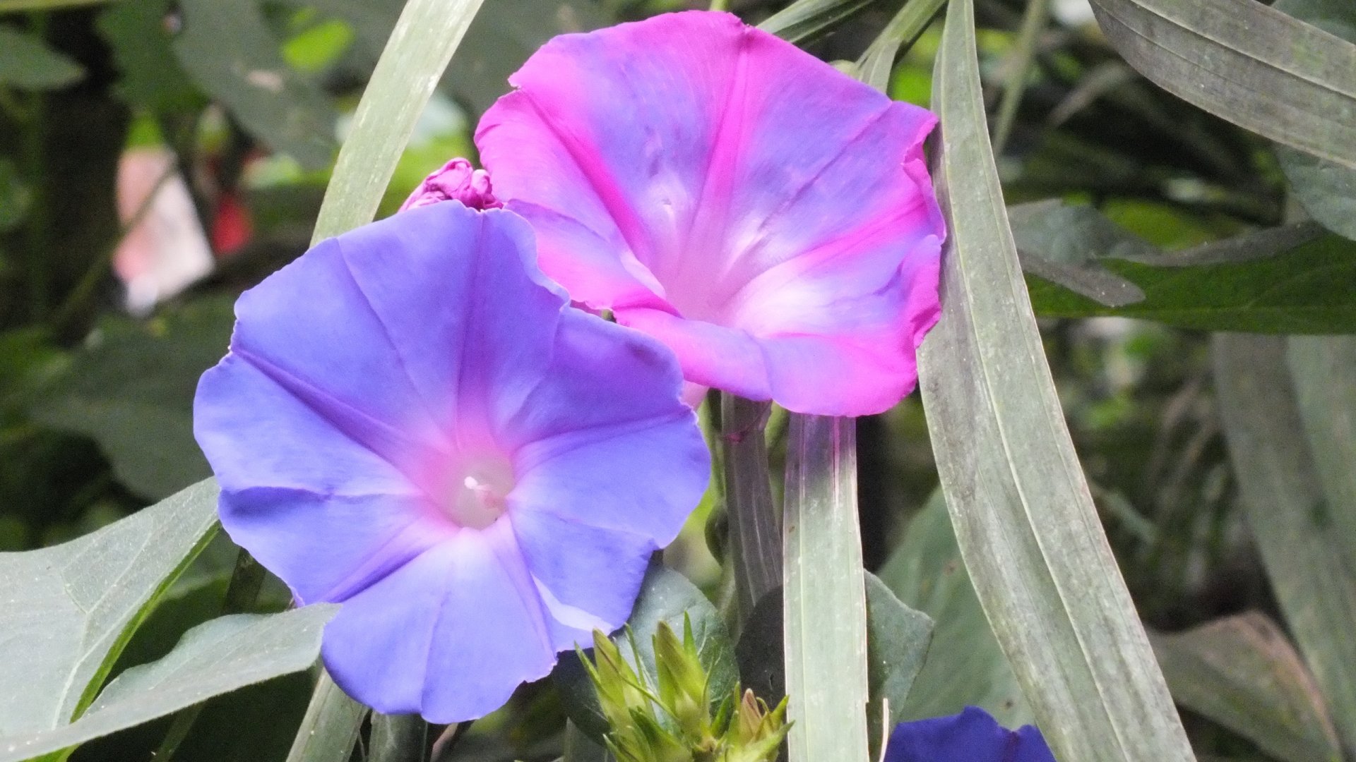 Fonds d'cran Nature Fleurs 