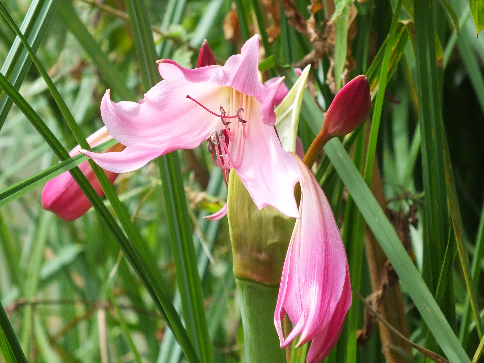 Wallpapers Nature Flowers 