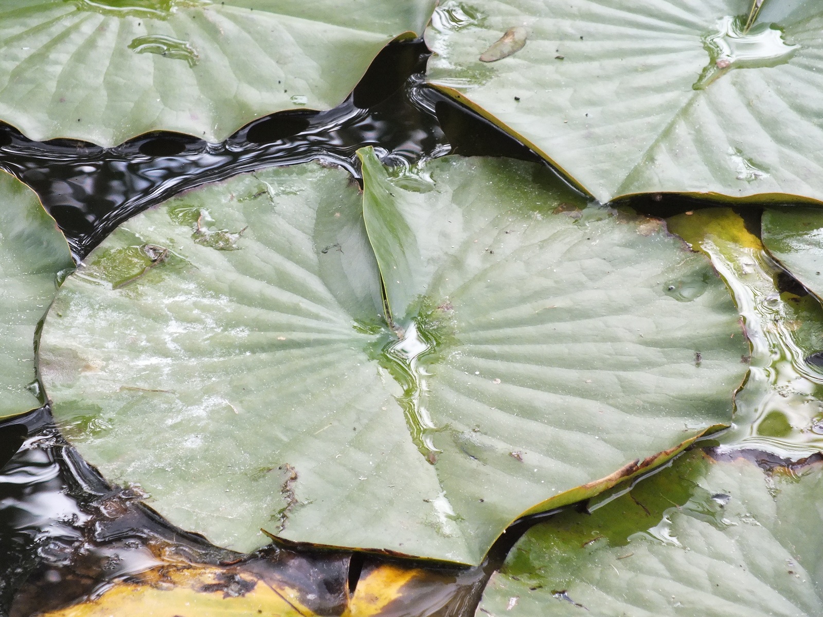 Fonds d'cran Nature Plantes - Arbustes 