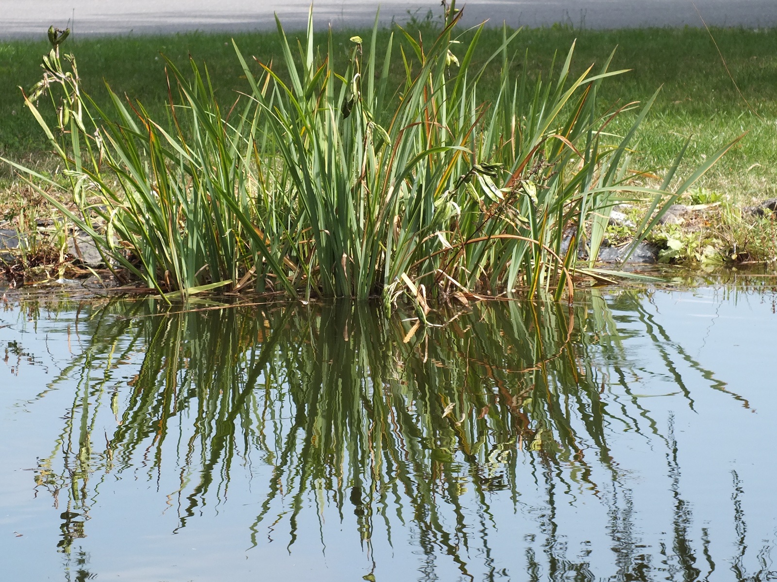 Fonds d'cran Nature Plantes - Arbustes 