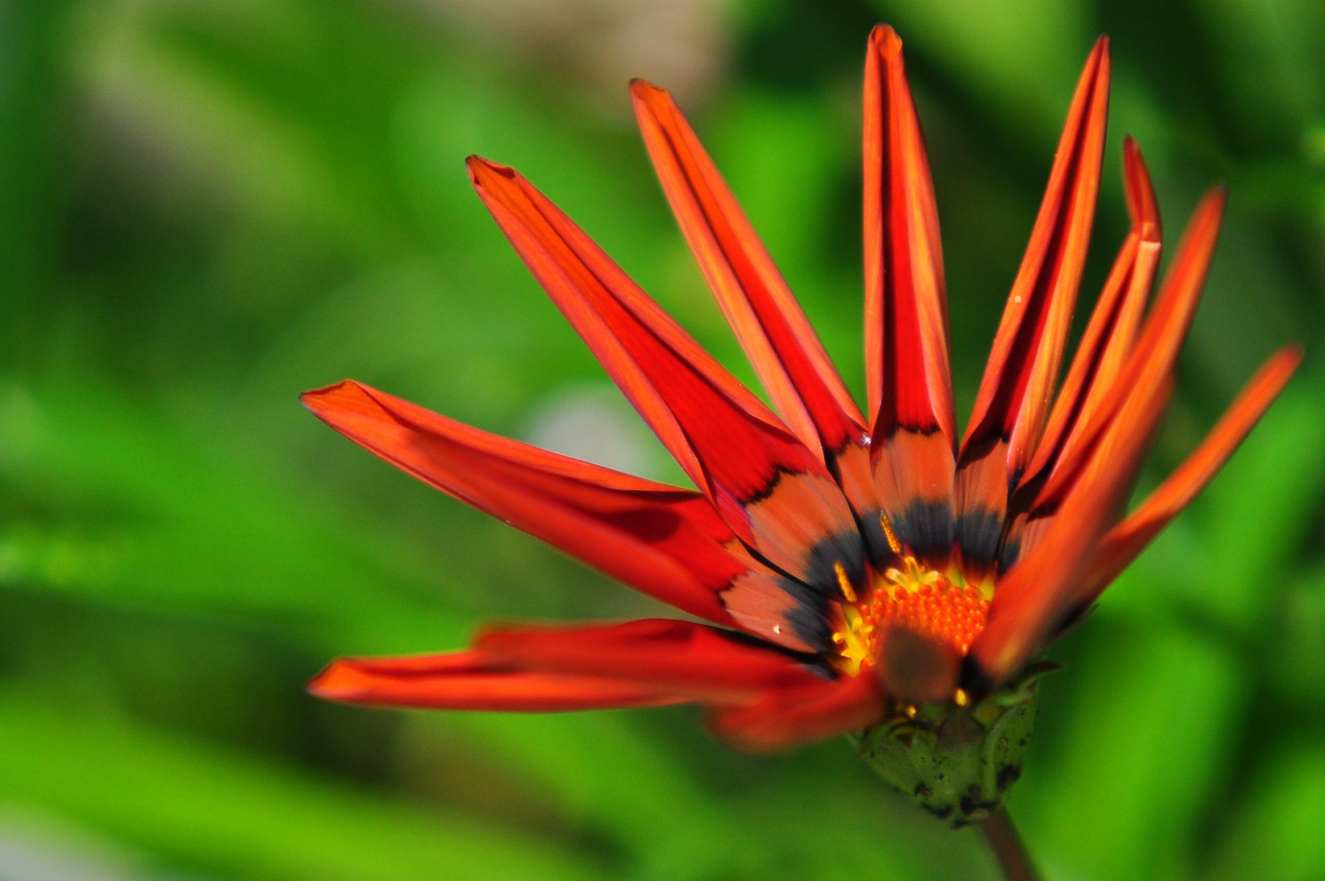 Fonds d'cran Nature Fleurs 