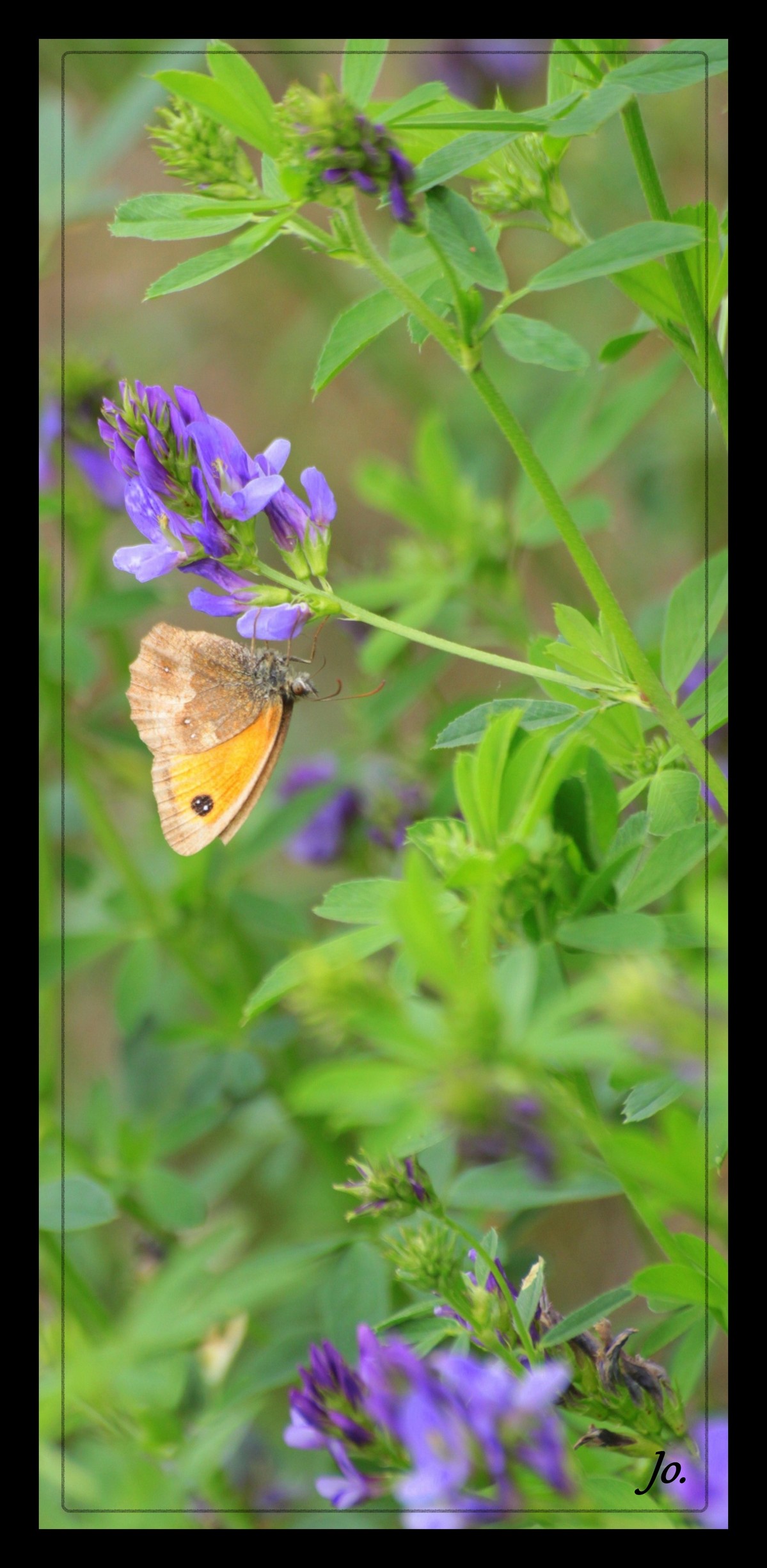 Wallpapers Animals Insects - Butterflies Papillion sur fleur