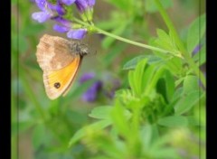 Fonds d'cran Animaux Papillion sur fleur