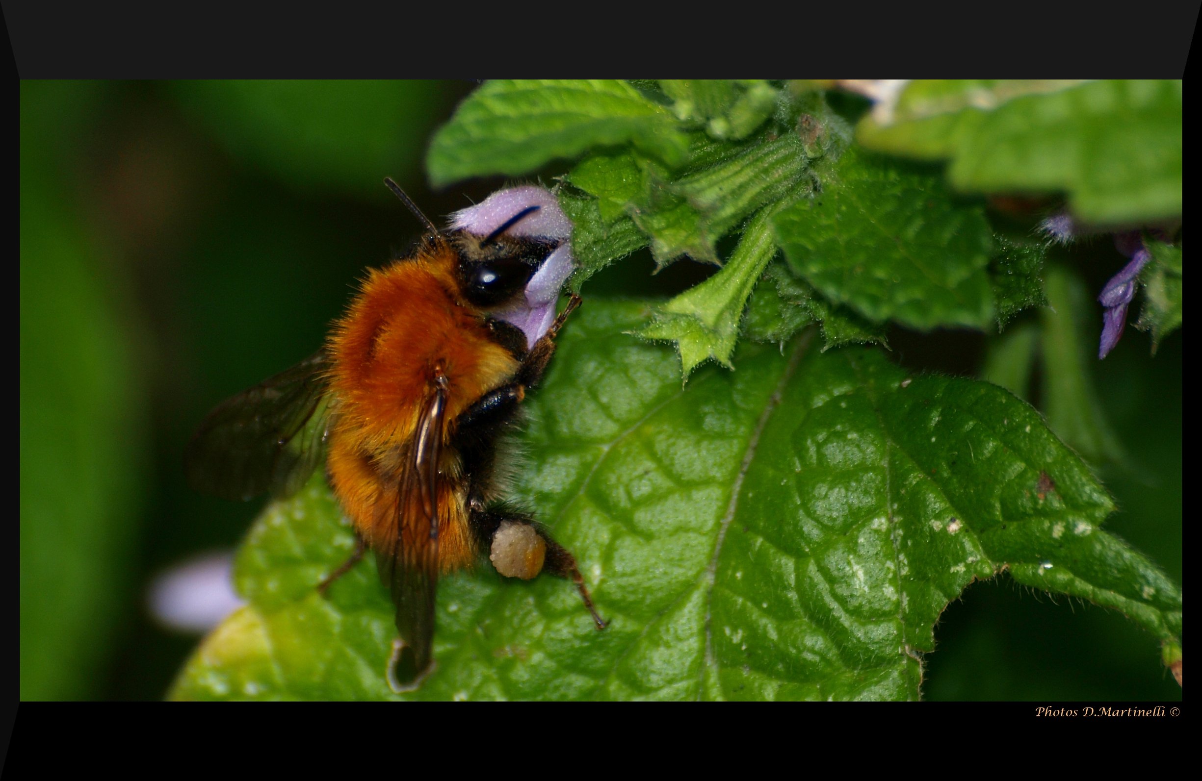 Fonds d'cran Animaux Insectes - Abeilles Gupes ... Ouvriere