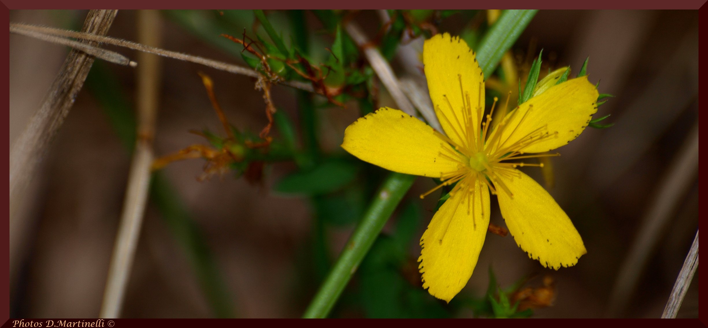 Wallpapers Nature Flowers Jaune