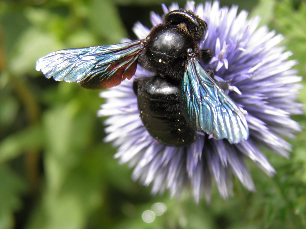 Wallpapers Animals Insects - Bees, Wasps abeille charpentire