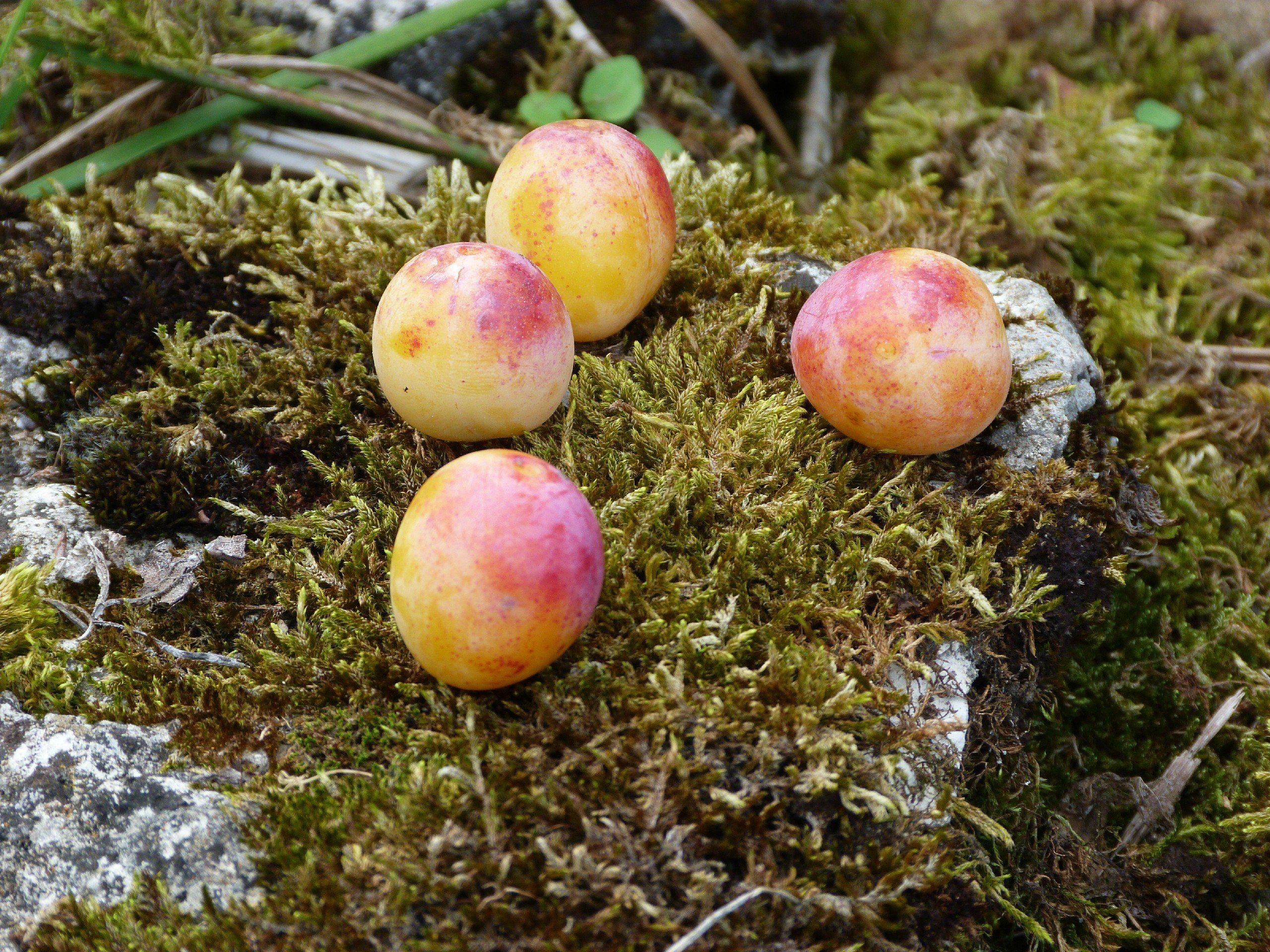 Fonds d'cran Nature Fruits Mira Belles !!