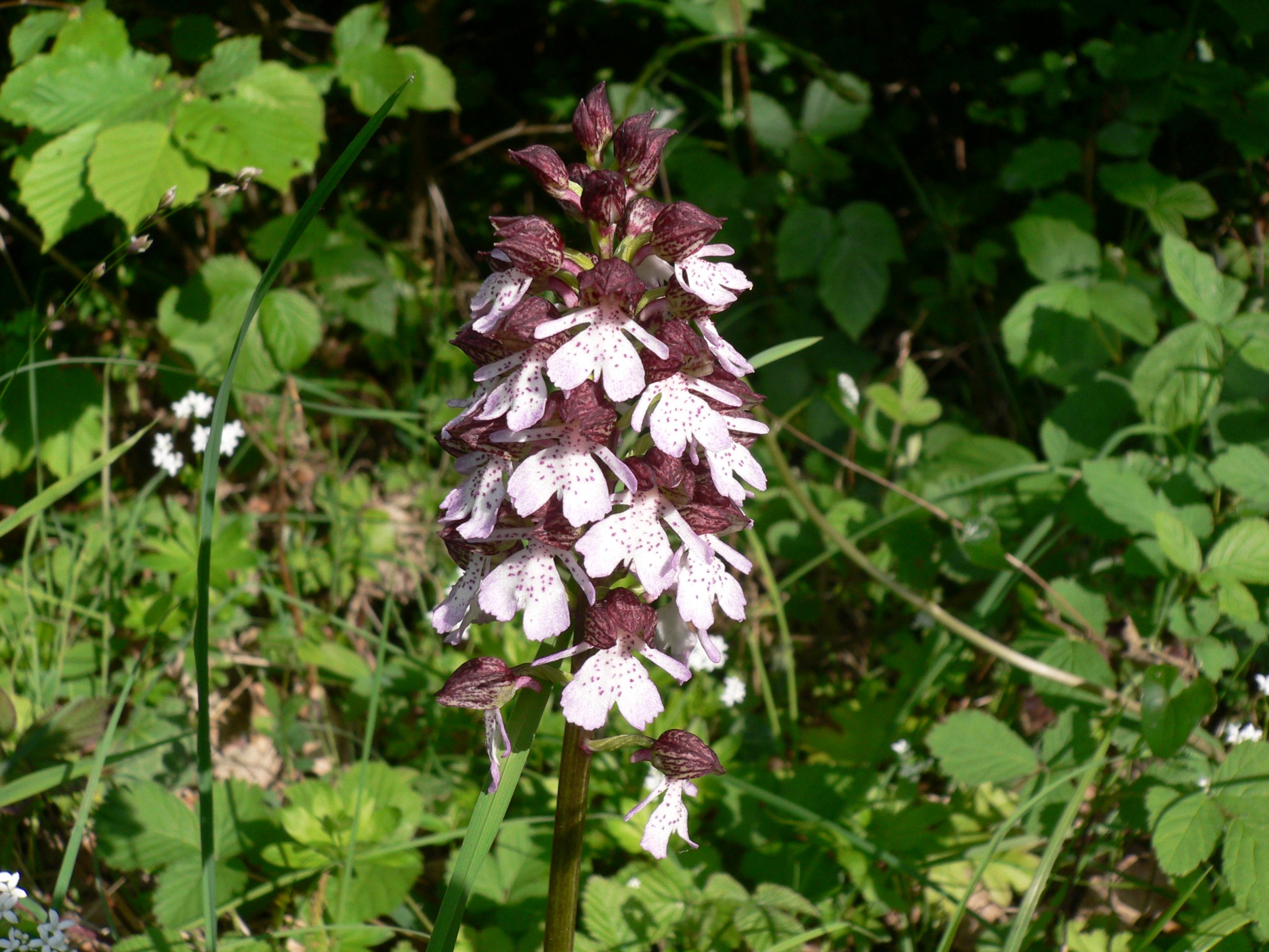 Fonds d'cran Nature Fleurs 