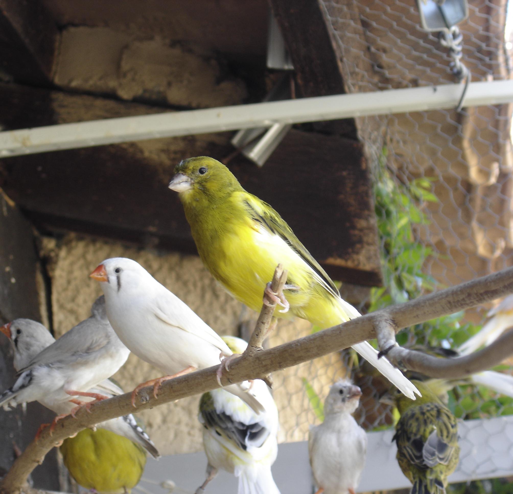 Fonds d'cran Animaux Oiseaux - Canaris 