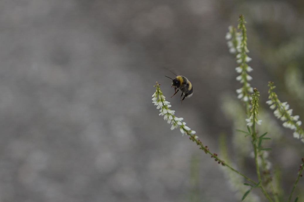 Fonds d'cran Animaux Insectes - Abeilles Gupes ... 