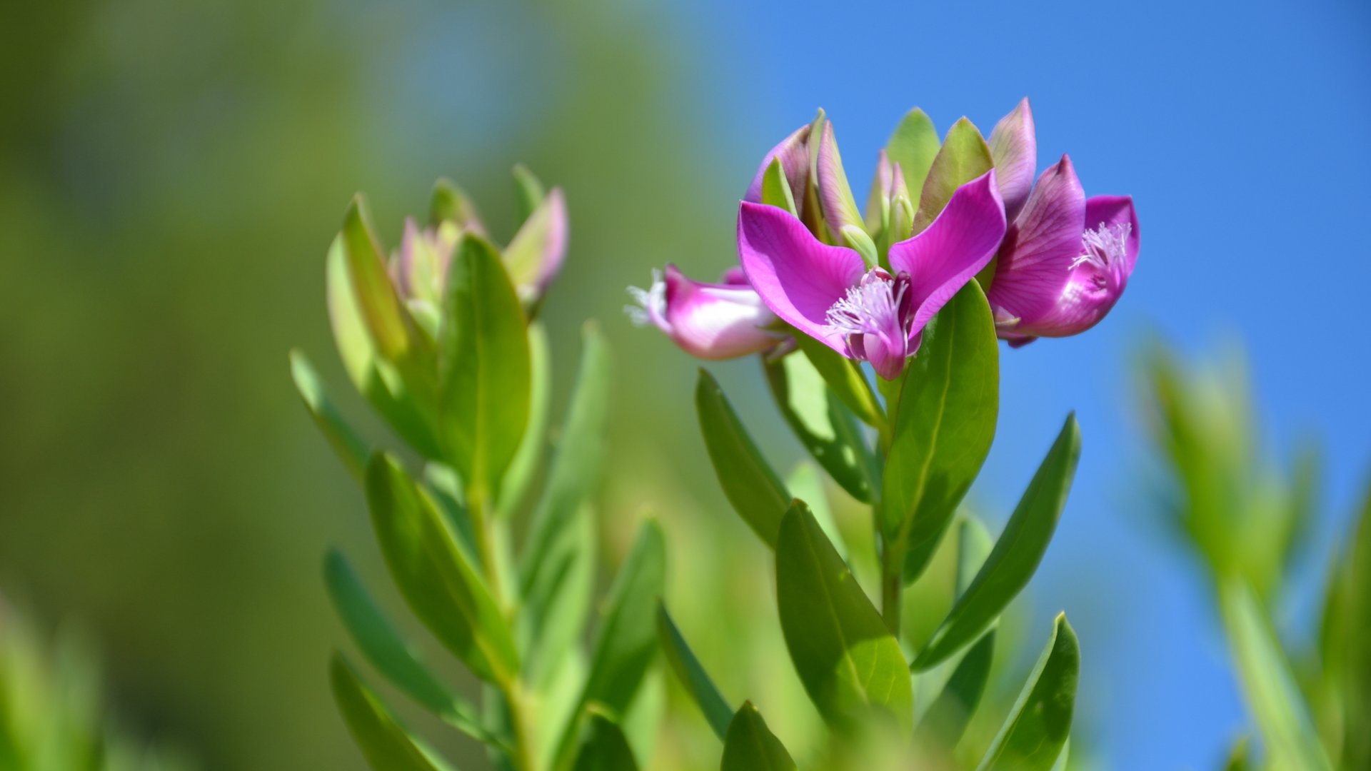 Fonds d'cran Nature Fleurs le calme aprs la tempte