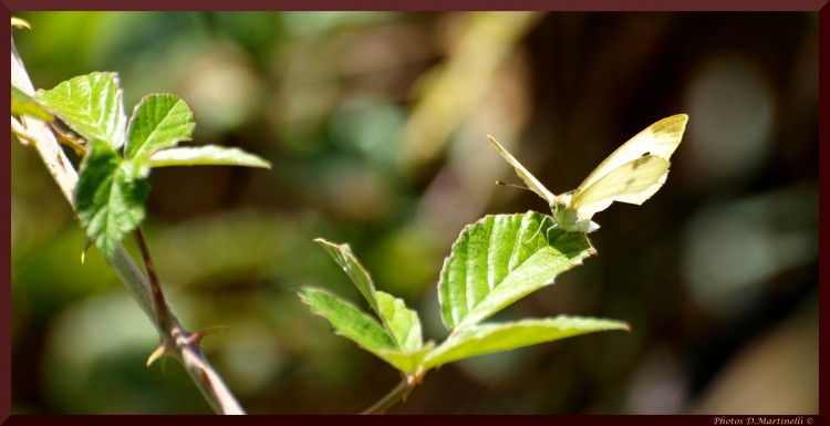 Wallpapers Animals Insects - Butterflies Sur une Ronce