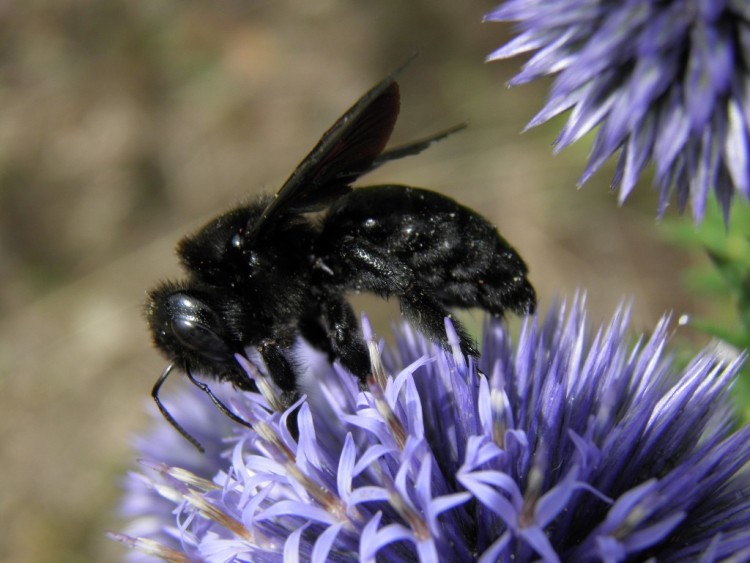 Fonds d'cran Animaux Insectes - Abeilles Gupes ... abeille charpentire