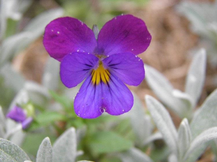 Fonds d'cran Nature Fleurs fleurs