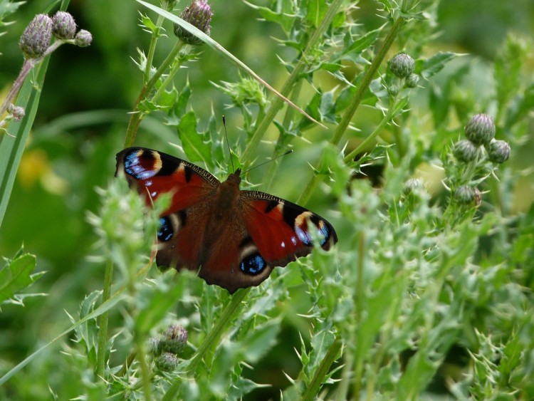 Fonds d'cran Animaux Insectes - Papillons papillon