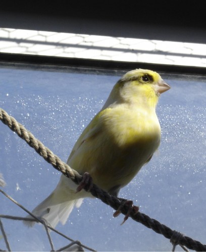 Fonds d'cran Animaux Oiseaux - Canaris Wallpaper N283768