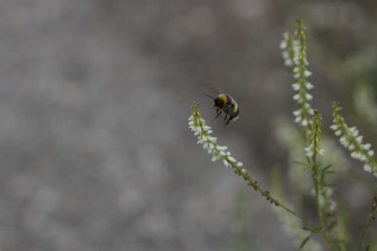 Fonds d'cran Animaux Insectes - Abeilles Gupes ... Wallpaper N283772