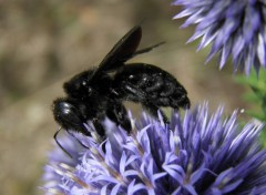 Fonds d'cran Animaux abeille charpentire