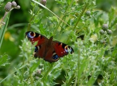 Wallpapers Animals papillon