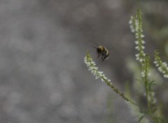 Fonds d'cran Animaux Image sans titre N283772