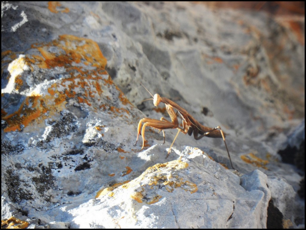 Fonds d'cran Animaux Insectes - Mantes Religieuse Mante religieuse marron