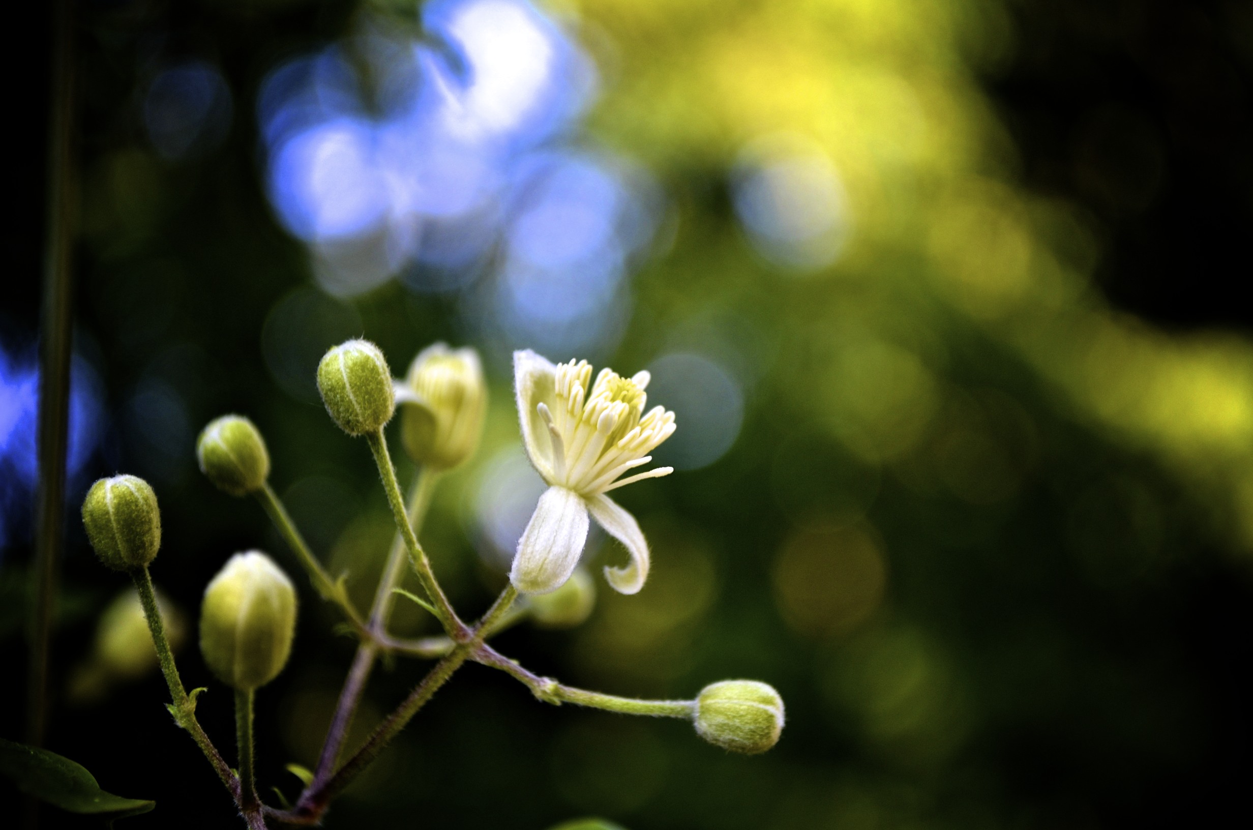 Wallpapers Nature Buds 