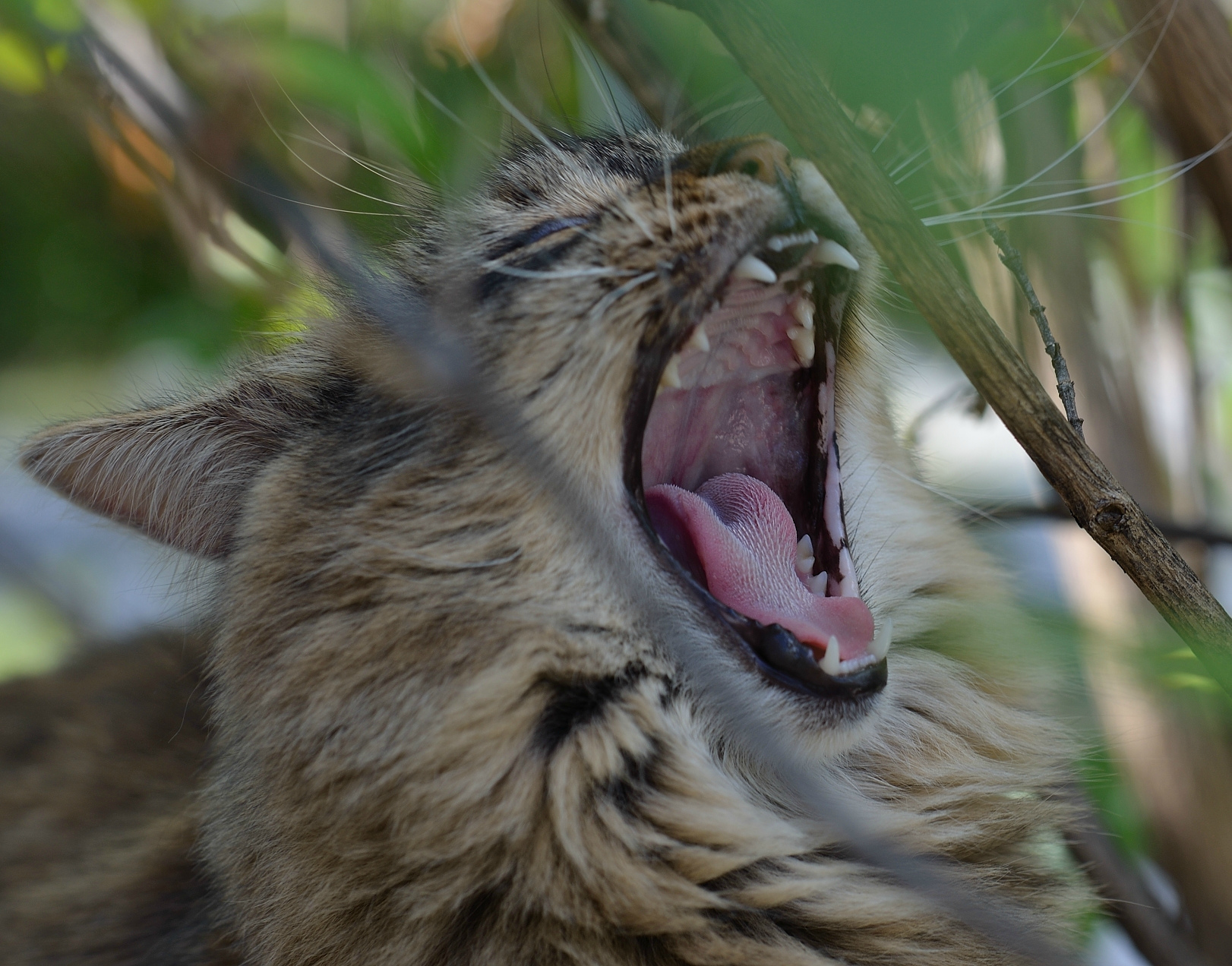 Fonds d'cran Animaux Chats - Chatons Rveil de chat