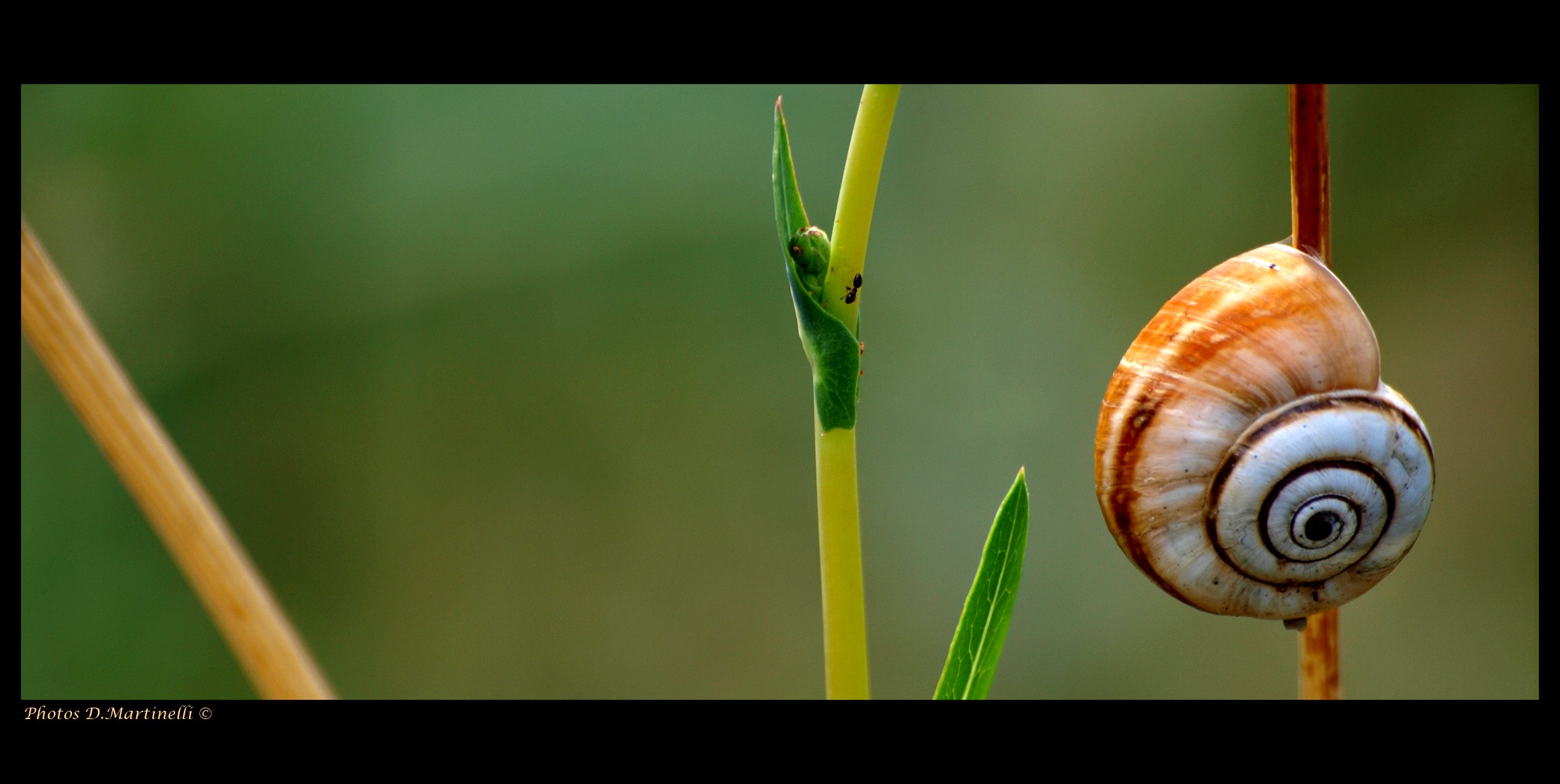 Fonds d'cran Animaux Escargots - Limaces L'Escargot et la Fourmi