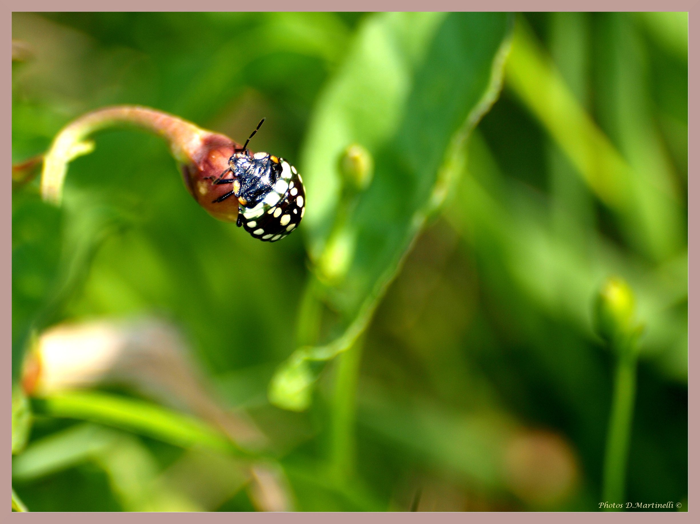 Fonds d'cran Animaux Insectes - Punaises Noir  pois blancs