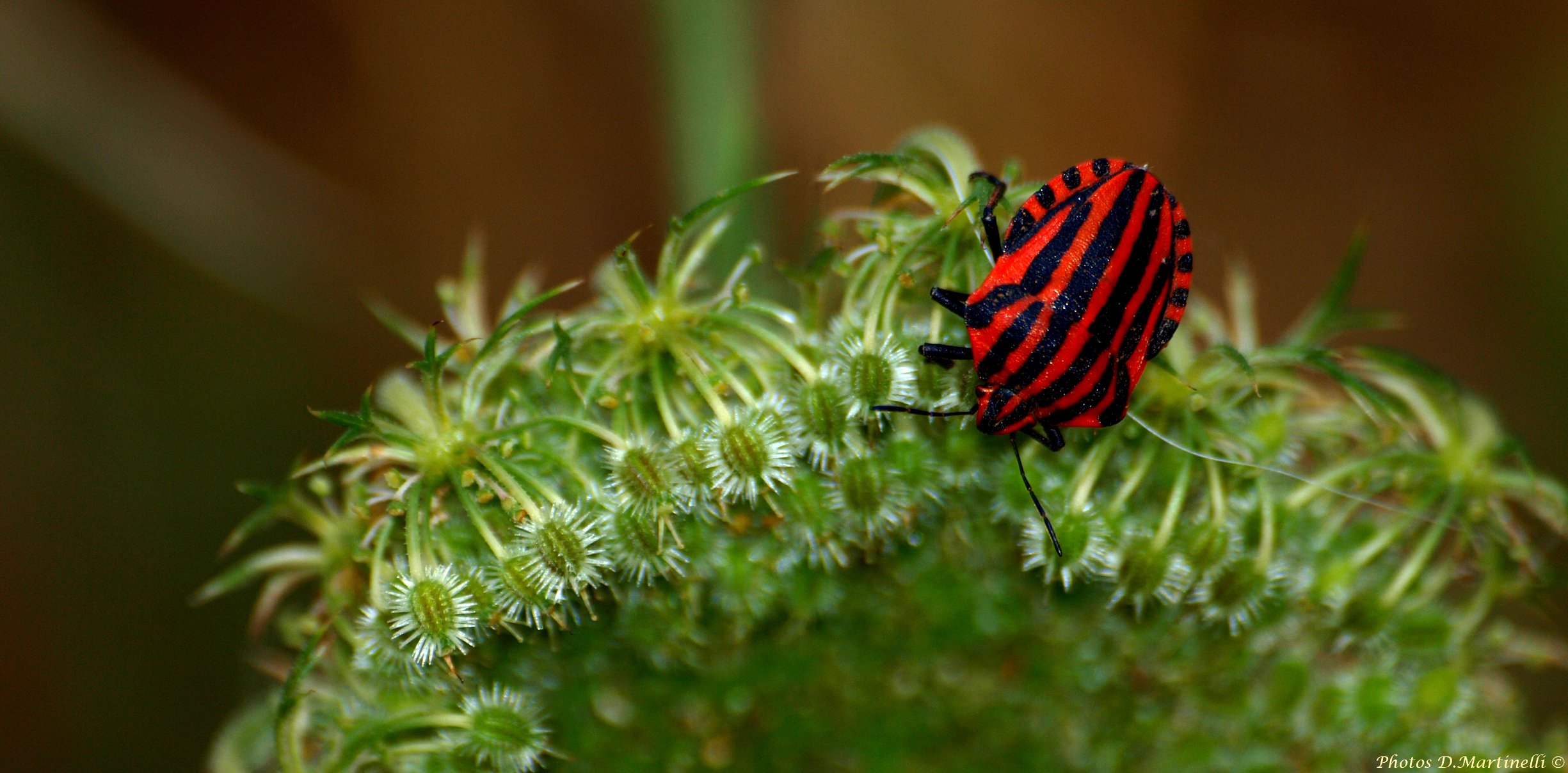 Fonds d'cran Animaux Insectes - Punaises Rouge et Noir