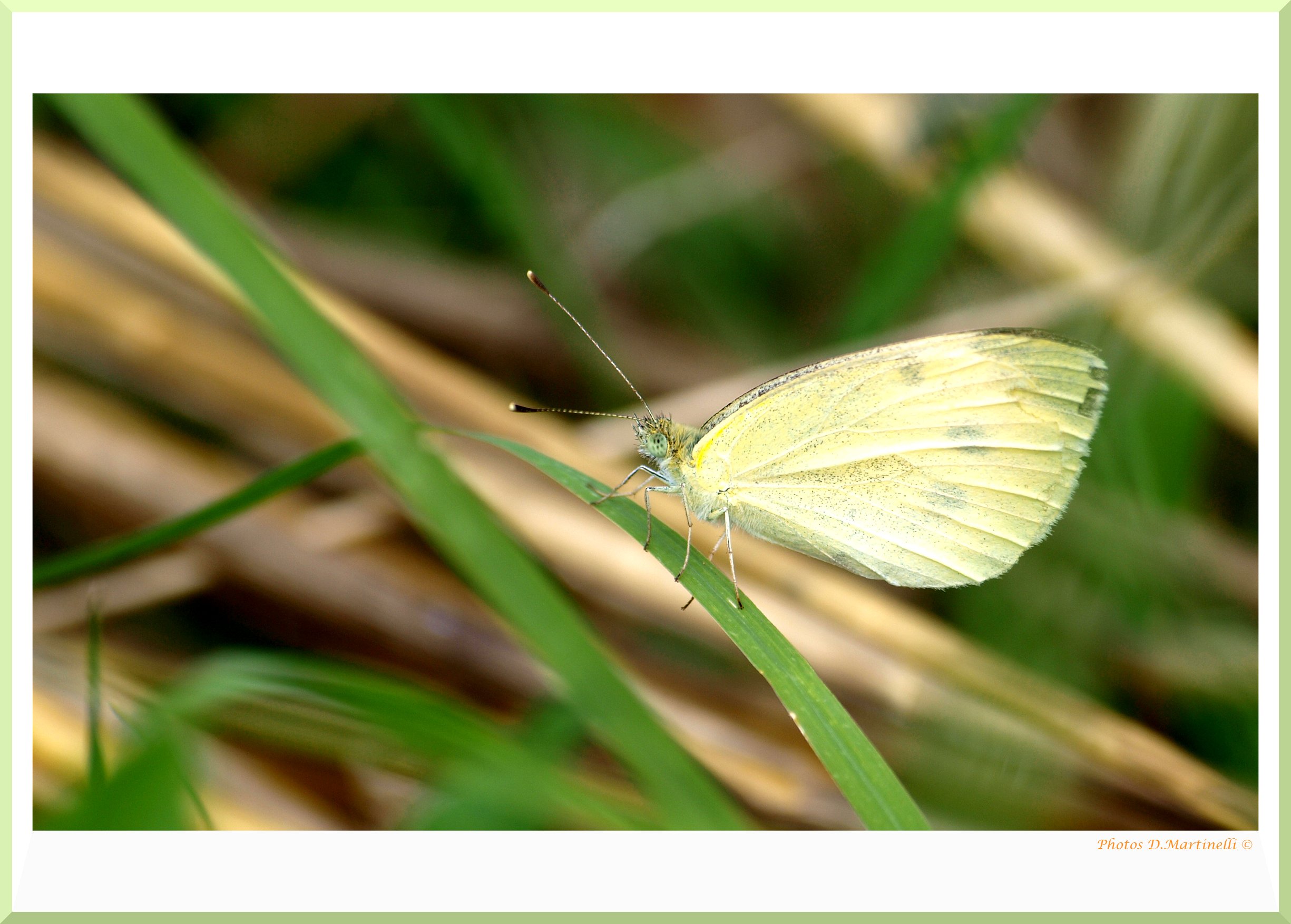 Wallpapers Animals Insects - Butterflies Sur une Herbe