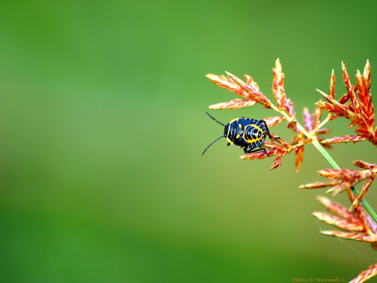 Fonds d'cran Animaux Insectes - Punaises Jaune et Noir