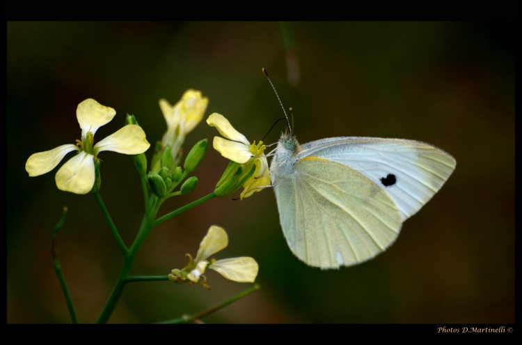 Fonds d'cran Animaux Insectes - Papillons Blue Eyes