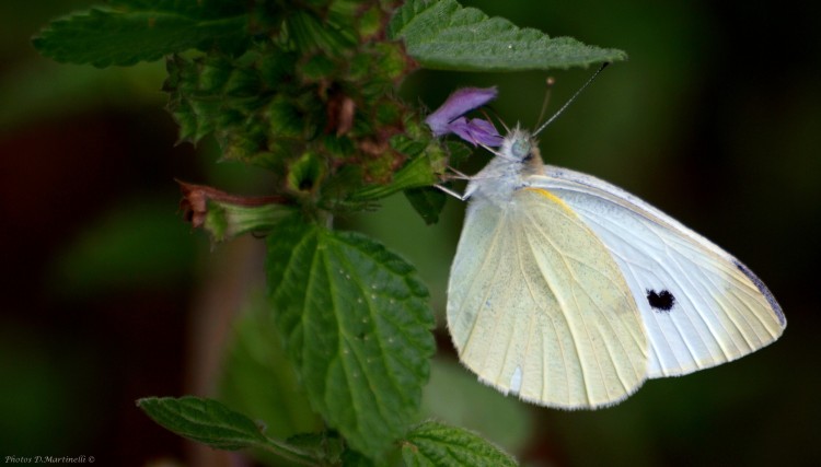 Fonds d'cran Animaux Insectes - Papillons Papillon