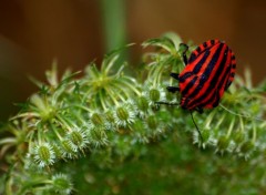 Fonds d'cran Animaux Rouge et Noir