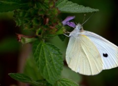 Fonds d'cran Animaux Papillon