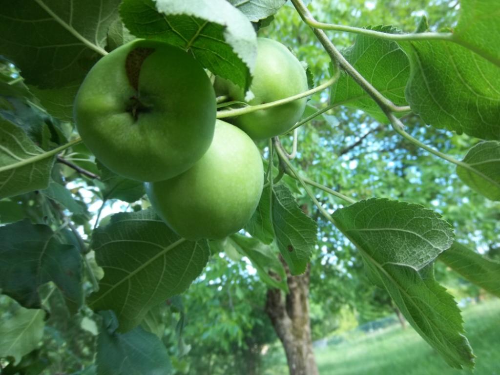 Wallpapers Nature Fruits 