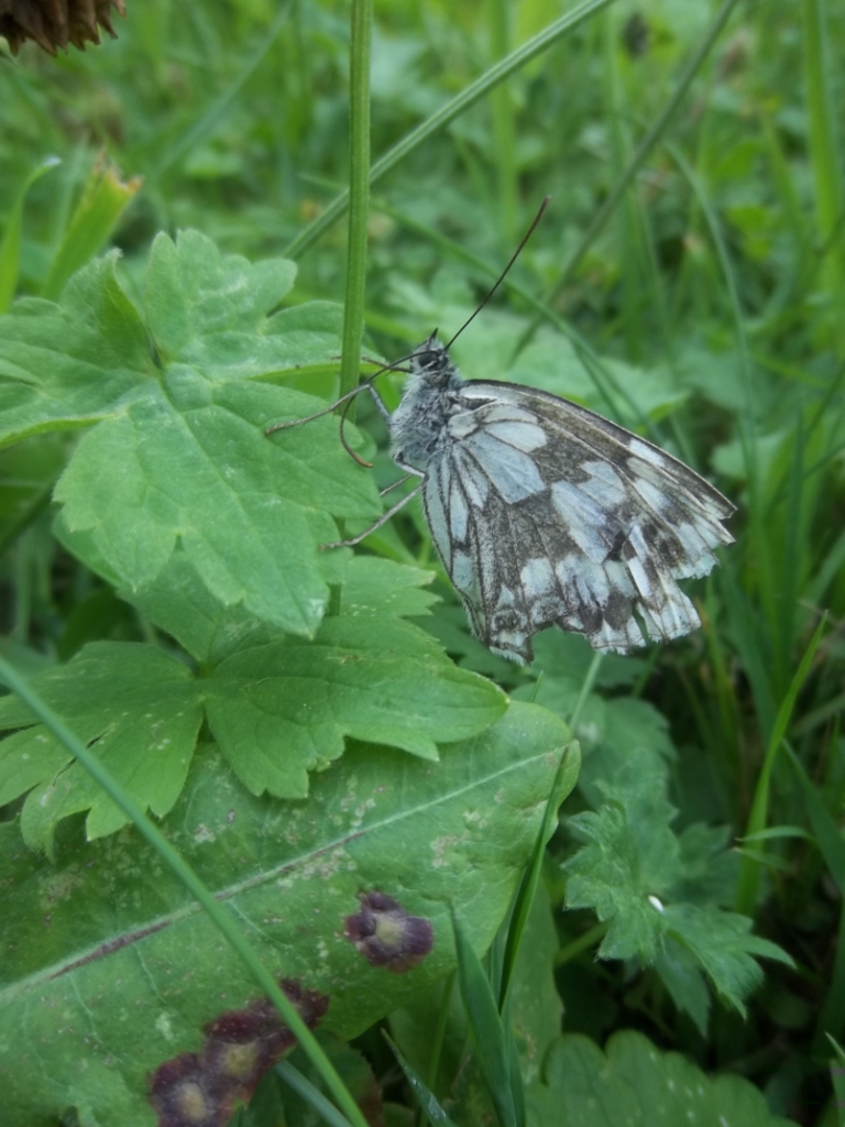 Fonds d'cran Animaux Insectes - Papillons papillon 