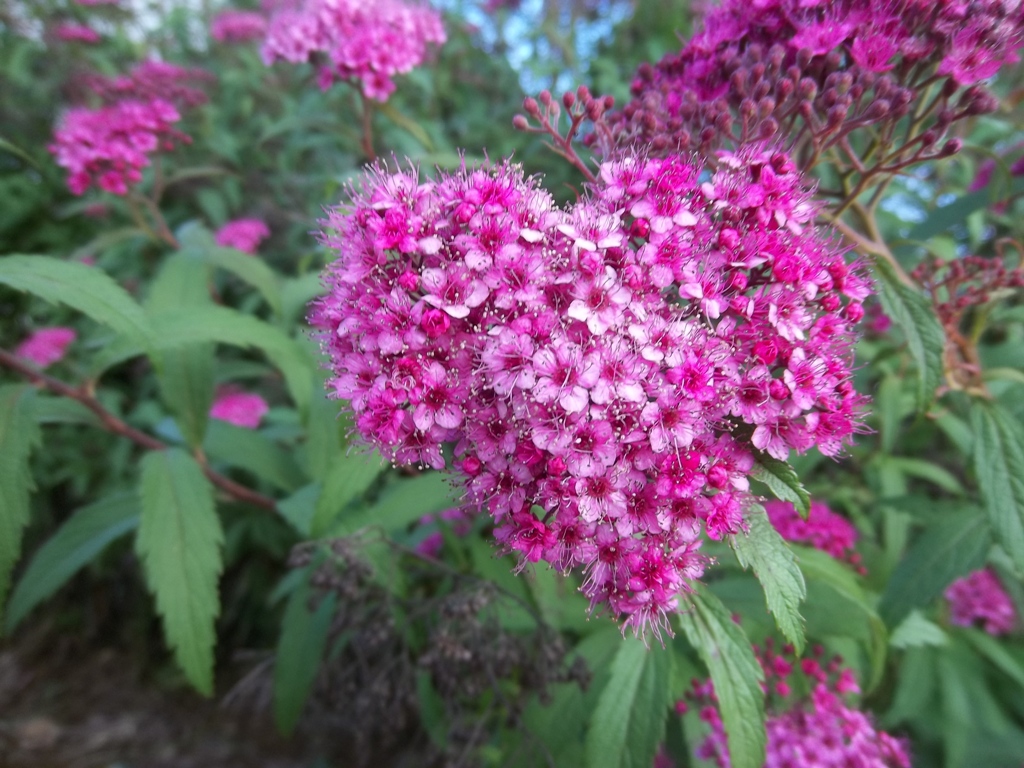 Fonds d'cran Nature Fleurs coeur de fleur