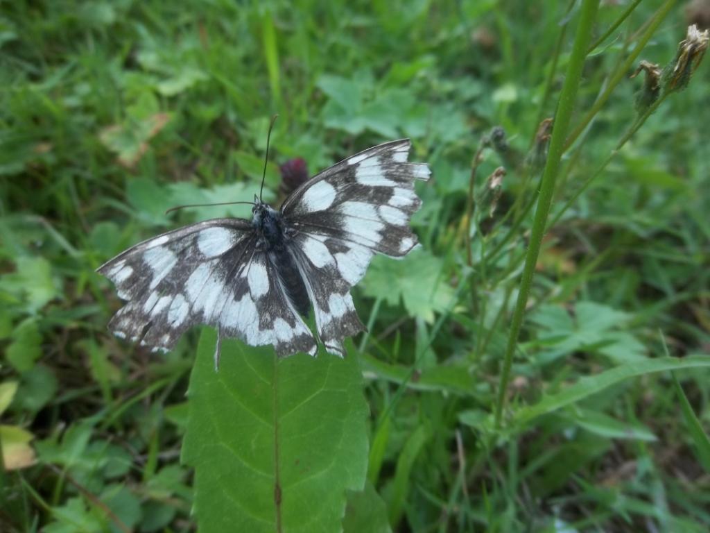 Fonds d'cran Animaux Insectes - Papillons papillon