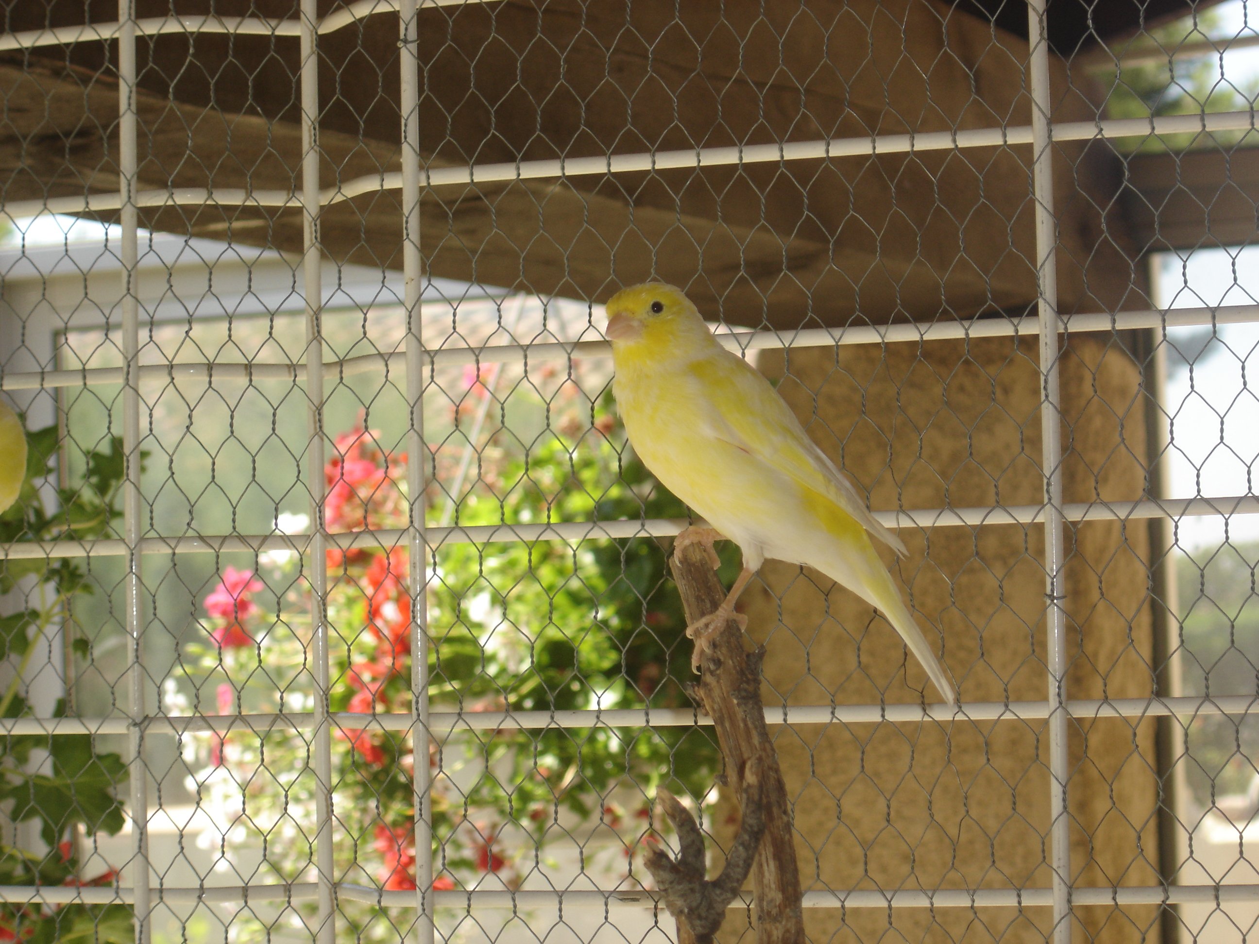 Fonds d'cran Animaux Oiseaux - Canaris 