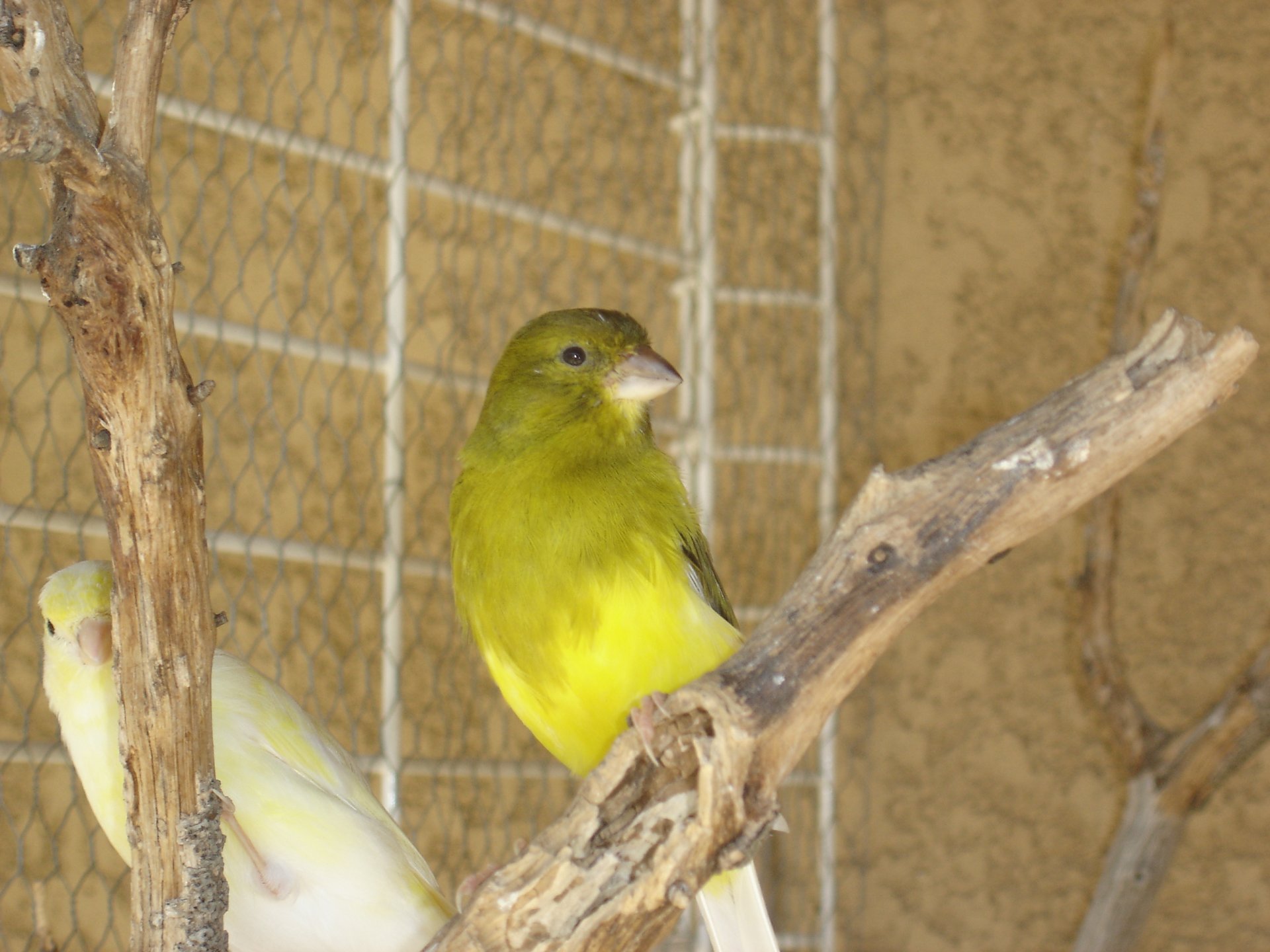 Fonds d'cran Animaux Oiseaux - Canaris 