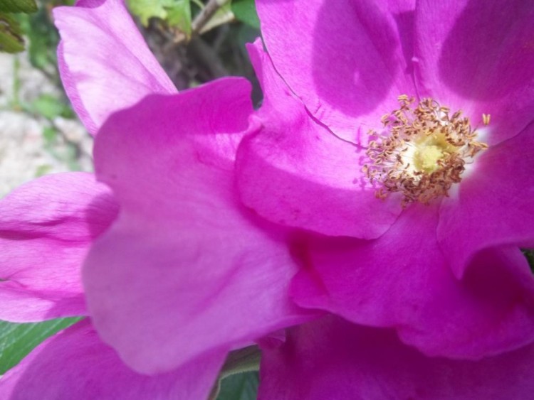 Fonds d'cran Nature Fleurs jolie fleur